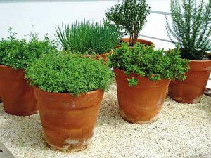 10 dicas para montar uma boa horta na sua casa