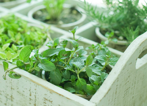 10 dicas para montar uma boa horta na sua casa