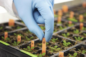 Biotecnologia contribui para ganho de produtividade Foto: Pensamento Verde