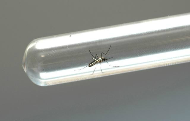 Embrapa desenvolve novo bioinseticida contra o Aedes aegypti Embrapa desenvolve novo bioinseticida contra o Aedes aegypti