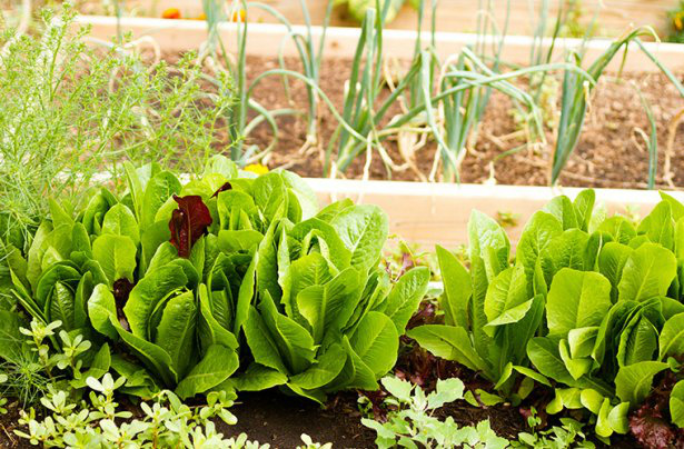 Do campo à cidade, novo modo de agricultura fomenta produção em MS Foto: Divulgação
