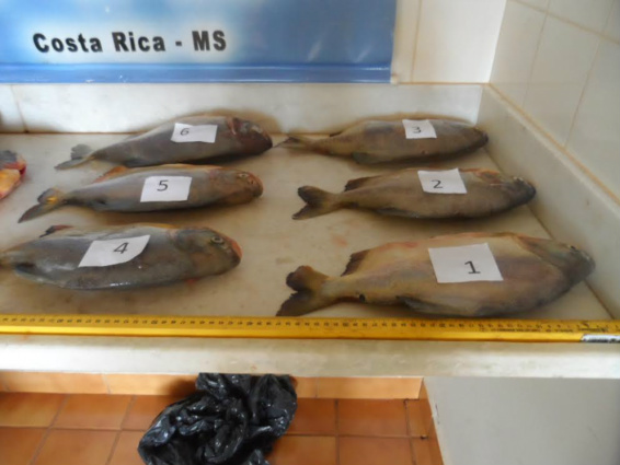PMA inicia amanhã (2) Operação Pré-piracema em proteção aos recursos pesqueiros