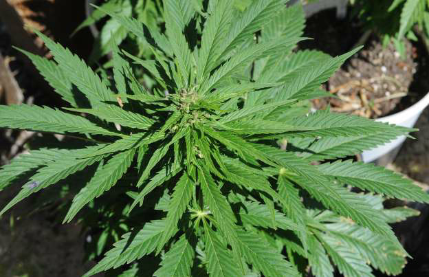 Julgamento no STF pode levar Brasil a descriminalizar porte de drogas A possibilidade de regulamentação da produção, comércio e uso da maconha voltou a ser debatida nesta segunda-feira (11) pela Comissão de Direitos Humanos (CDH) do Senado. / Foto: Reprodução AFP