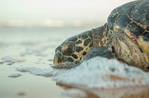 Pesquisadores brasileiros atestam que tartaruga viajou mais de 5.193 km