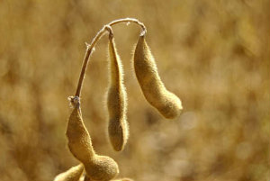 Embrapa lança Programa Soja Livre Embrapa lança Programa Soja Livre