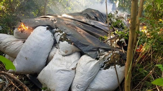 Operação na fronteira de MS destruiu mais de 82 toneladas de maconha Operação na fronteira de MS destruiu mais de 82 toneladas de maconha
