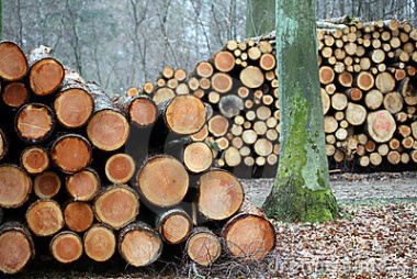 Aumenta a demanda por madeira de florestas plantadas no Brasil