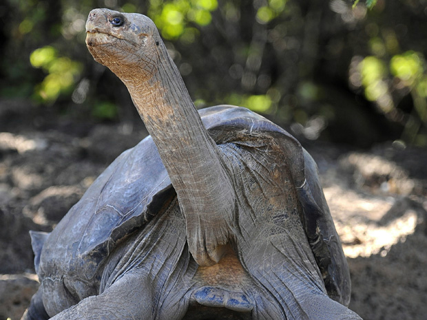 Adeus, George Solitário - Morreu o animal mais raro do mundo Adeus, George Solitário - Morreu o animal mais raro do mundo