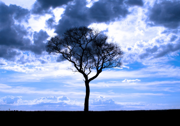 Inverno Amambaiense, de Jodeildo Amaral, foto vencedora em 1º lugar do concurso realizado em 2009. 