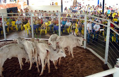 Pecuária da região é movimentada com os leilões da Expobai Pecuária da região é movimentada com os leilões da Expobai