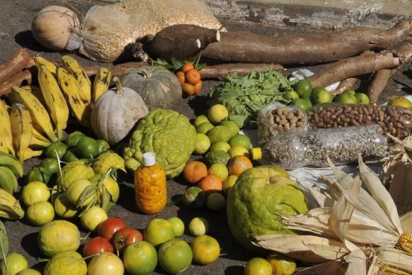 Esses agricultores ocupam um quarto da terra agrícola, mas produzem 87% da mandioca do país, 69% do feijão, 59% dos porcos, 58% dos lácteos, 50% dos frangos, 46% do milho, 33,8% do arroz e 30% do gado do BrasilAntonio Cruz/Agência Brasil