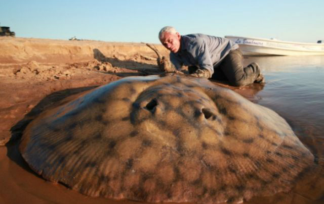 Pescador enfrenta um dos mais mortais animais aquáticos do mundo