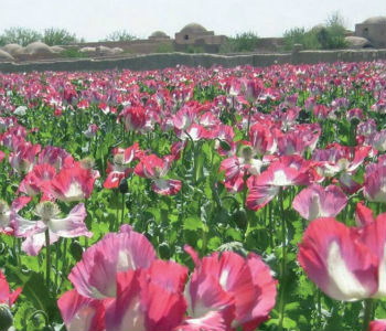 Campo de cultivo de papoula, para a produção do ópio, no Afeganistão. Foto: UNODC