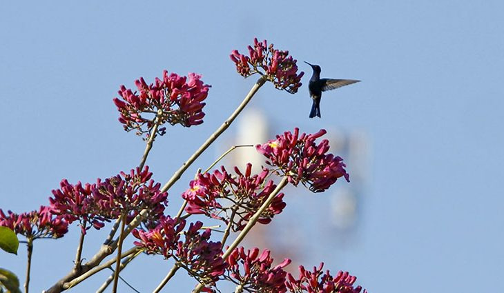 Frio intenso dá boas vindas ao mês de julho, mas começa a perder força Foto: Saul Schramm