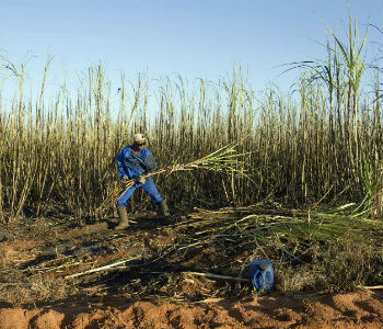 Cultivo de cana de açúcar no Brasil. Foto: ONU/Eskinder Debebe