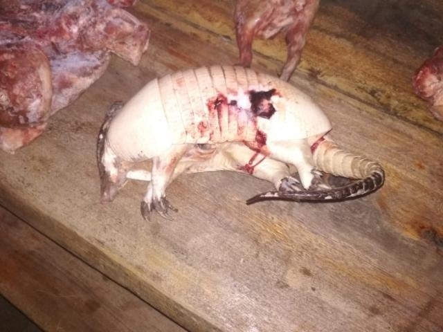 Policiais ambientais prendem capataz que organizava caçadas PMA fez a prisão e encontrou animais abatidos em fazenda (Foto: PMA - Divulgação)