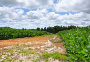 MS inicia colheita da soja com estimativa de movimentar R$ 5 bi