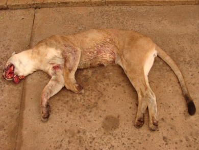 PMA recolhe onça parda morta para taxidermia