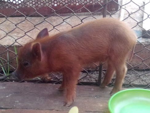 PMA autua dois caçadores presos pelo DOF com arma e catetos