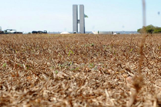 Brasília está na lanterna do ranking da arborização