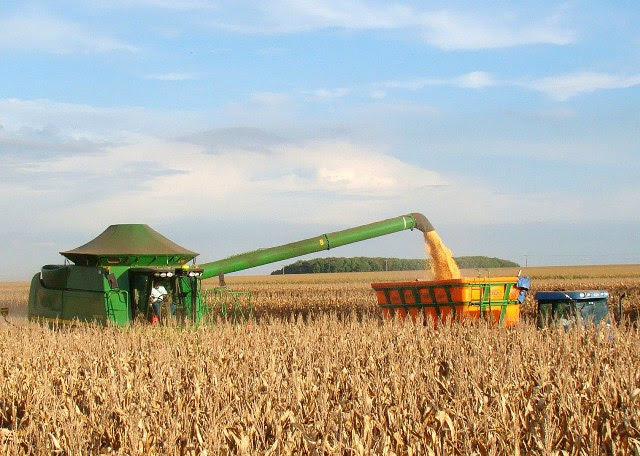 Colheita do milho alcança 71% das lavouras de