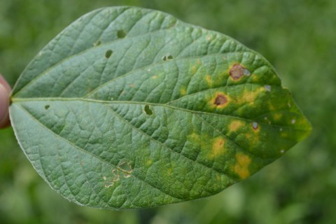 UFGD confirma primeira ocorrência de ferrugem asiática em MS Foto: Ascom Famasul