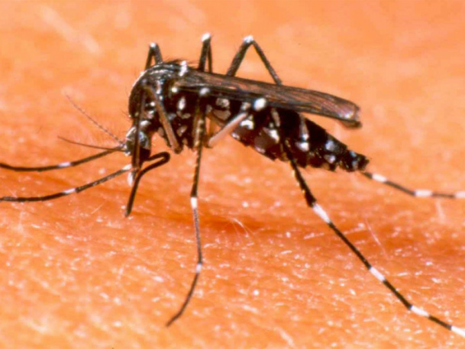 Casos de dengue no Estado chegam a quase cinco mil casos / Foto: Divulgação