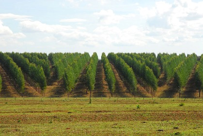 Semac publica resolução que estabelece reposição florestal