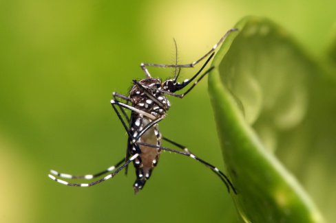 Notificação nos casos de zika vírus passa a ser obrigatória Notificação nos casos de zika vírus passa a ser obrigatória