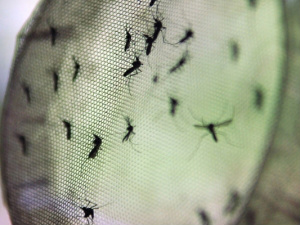 Campo Grande registra 700 suspeitas de dengue por dia