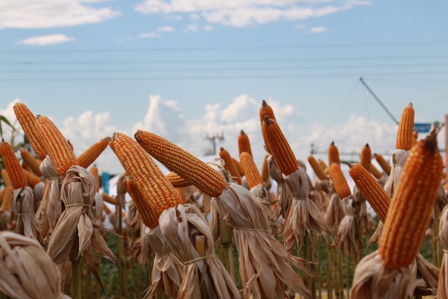 Tecnologia traz estabilidade na produção agrícola e pecuária Foto: Divulgação