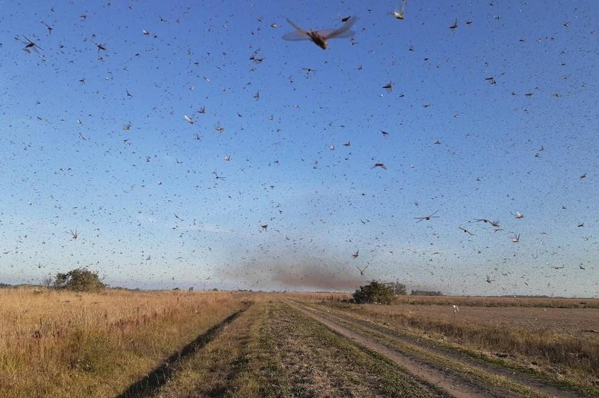 Nuvem de gafanhotos na Argentina / Foto: Divulgação