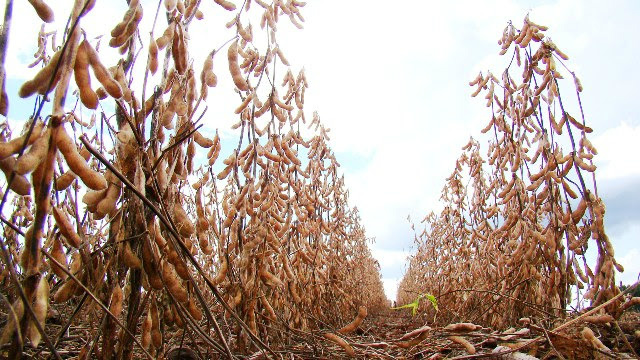 Mato Grosso do Sul tem 96% da safra de soja colhida, segundo Aprosoja/MS Mato Grosso do Sul tem 96% da safra de soja colhida, segundo Aprosoja/MS