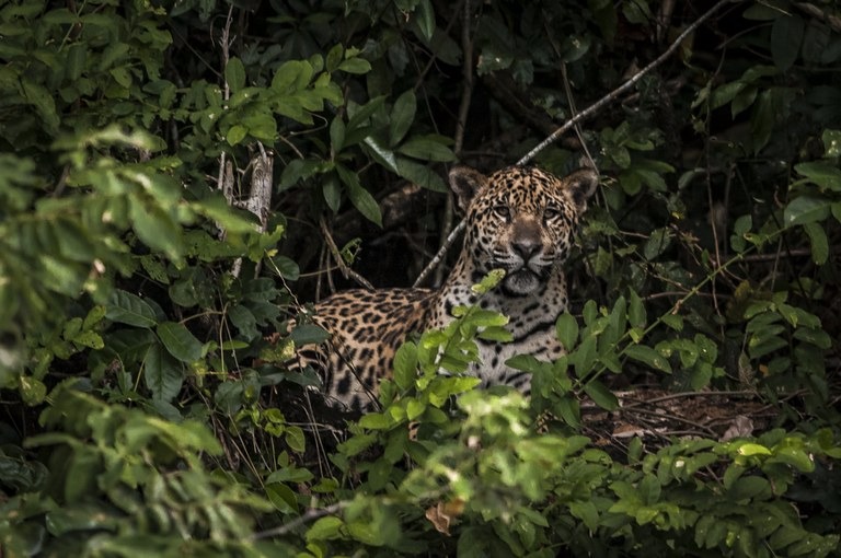 Pesquisadores estimam em 3,5 milhões de anos o tempo de separação do grupo de felinos que originou as onças dos leões e leopardos 