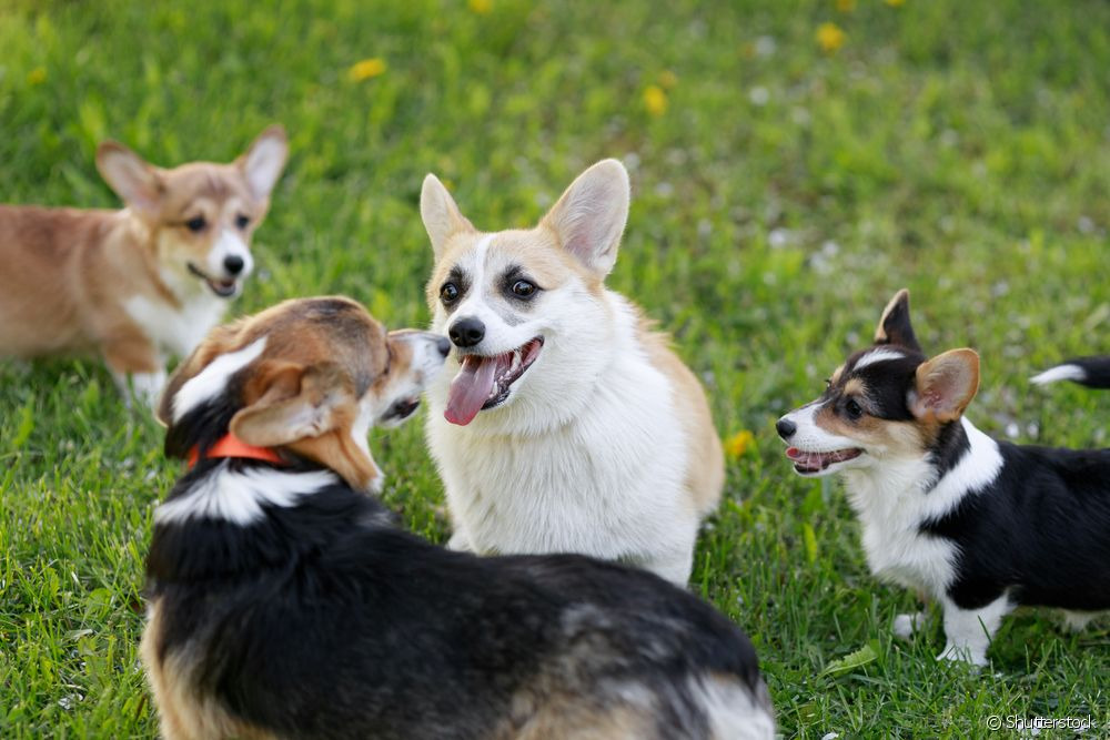 Linguagem canina: como os cães se comunicam entre si? Entenda mais sobre a linguagem canina e como os doguinhos se comunicam