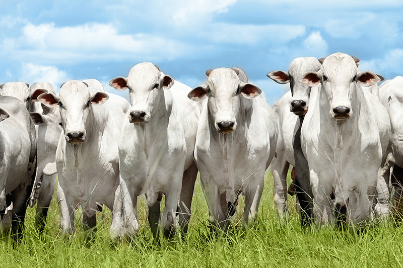 Criador aposta na biotecnologia para melhoria da produção pecuária Criador aposta na biotecnologia para melhoria da produção pecuária