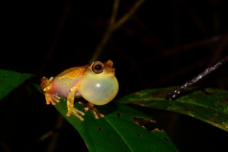 Expedições à Amazônia identificam 12 novas espécies de animais Em duas expedições à Amazônia, pesquisadores de São Paulo coletaram animais de pelo menos 12 espécies ainda não catalogadas de sapos e lagartos - Fapesp/Direitos Reservados