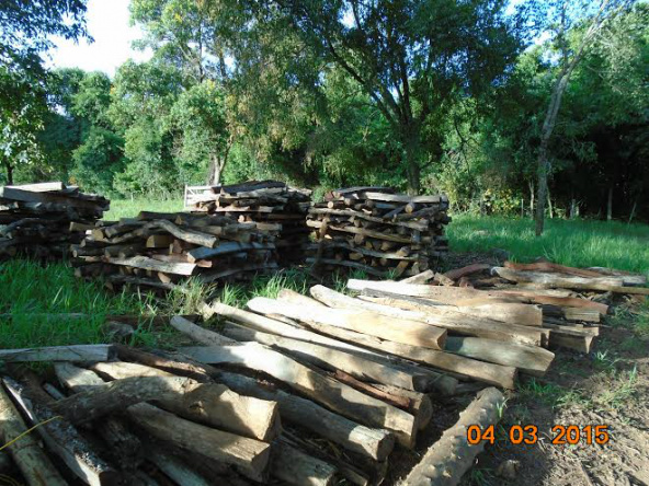 As árvores estavam sendo derrubas e transformadas em estacas dentro da própria reserva / Foto: PMA