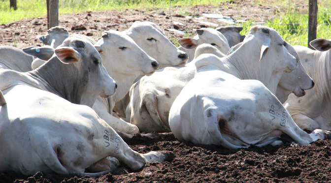 Febre aftosa: Mato Grosso do Sul debate ações para mudança de status Foto: Divulgação