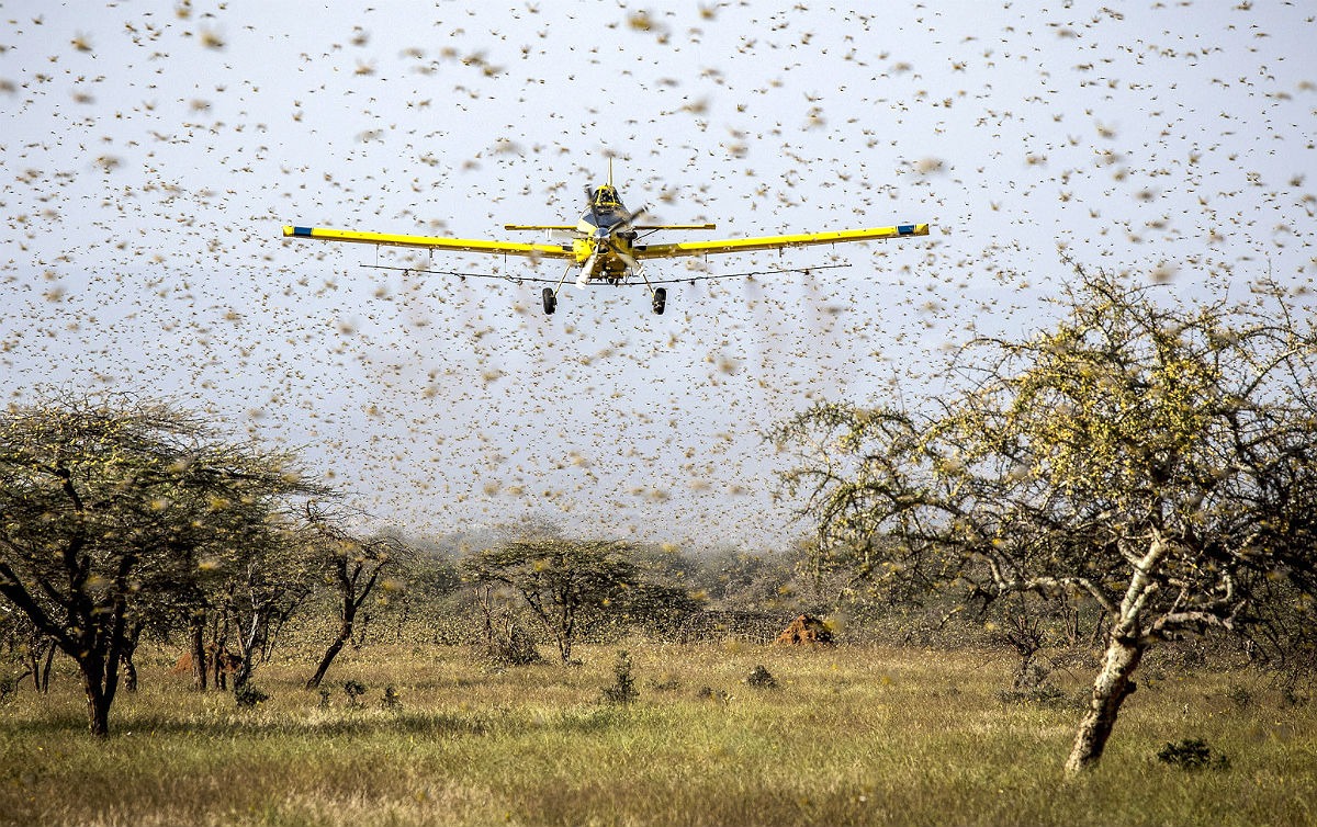 Avião com pesticida tenta combater nuvem de gafanhotos na Argentina / Foto: Reprodução/Senasa