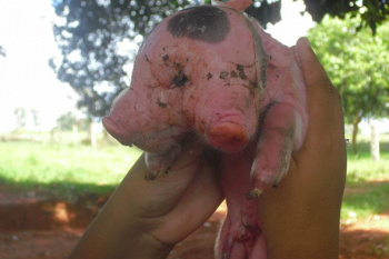 Porco nasce com dois focinhos e quatro olhos em Glória. Foto: Katia Moraes/Arquivo Pessoal/Reprodução