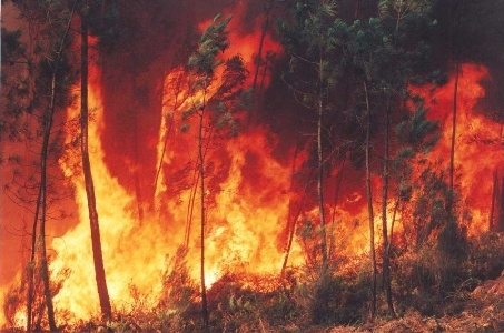 Governo Federal decreta estado de emergência ambiental em MS e mais 14 estados