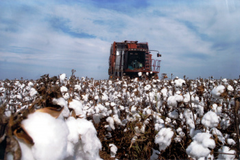 Centro-Oeste produz 35% dos grãos do país