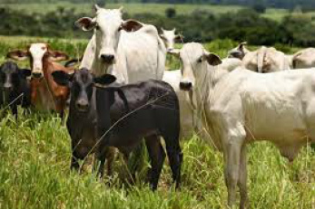 Criador aposta na biotecnologia para melhoria da produção pecuária