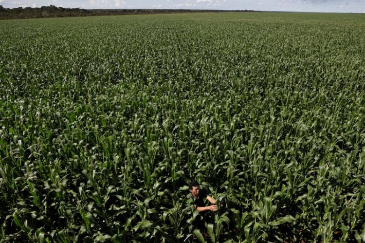 Exportação de milho do Brasil deve cair pela metade em julho, indica agência Foto: Reprodução/IstoÉ