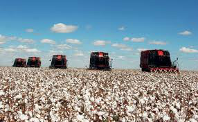 Argentina: Produção de algodão deverá ter aumento de 17%