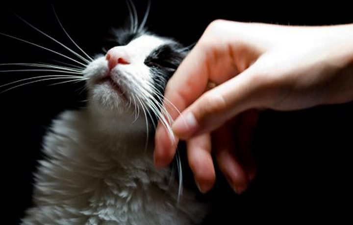 Os gatos não ignoram o dono