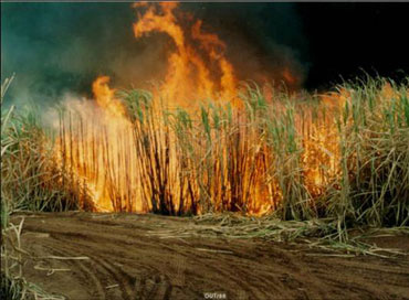 Conselho veta volta da queima da palha da cana em cidade de MS