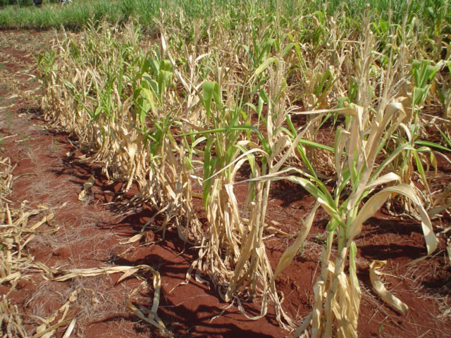 Divulgada lista de beneficiados do Bolsa Estiagem em julho