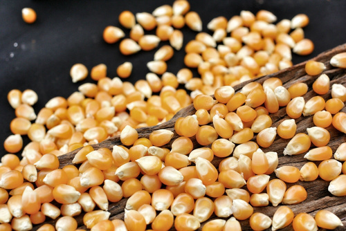 China encontra transgênico não aprovado no país em carga de milho dos EUA Um carregamento com 60 mil toneladas de milho com resíduos de MIR 162 foi encontrado na província de Fujian, no sul do país, disseram traders nesta terça-feira.